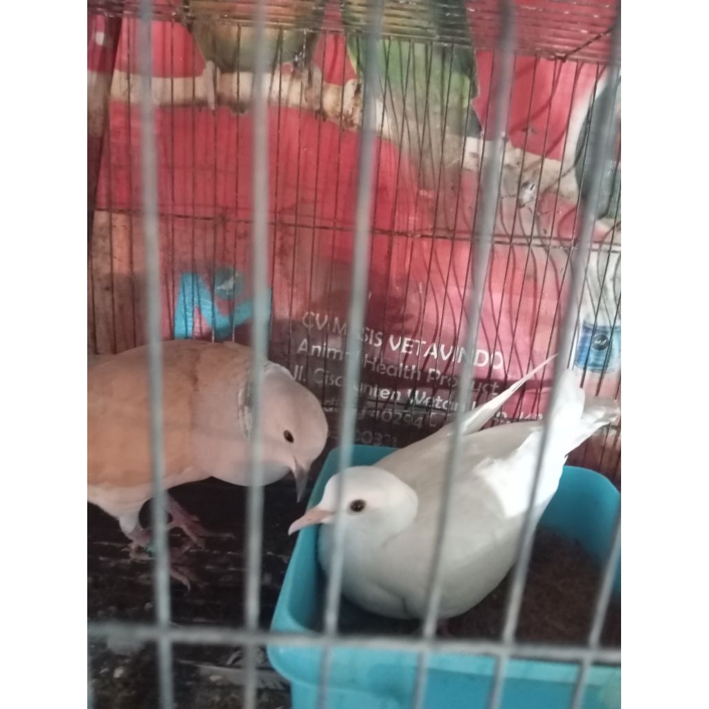 Burung puter rajin bunyi