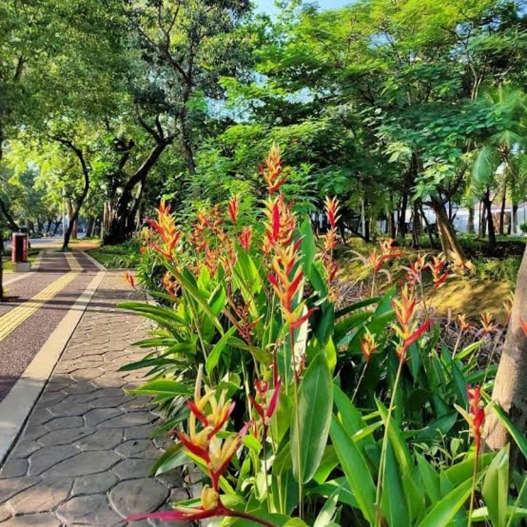 Tanaman Hias Pisang Pisangan Tanaman Pisang Heloconia