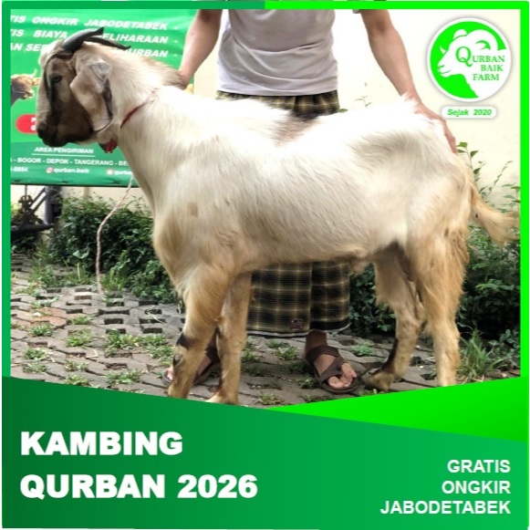 KAMBING QURBAN IDUL ADHA 2026 JABODETABEK BERAT 21-35 KG 1447 H JAKARTA BOGOR DEPOK TANGERANG BEKASI