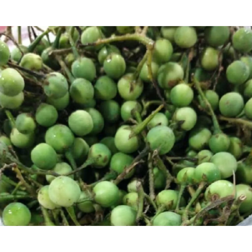 BUNGKE /RIMBANG /CEPOKAK  BERASTAGI SEGAR 1KG