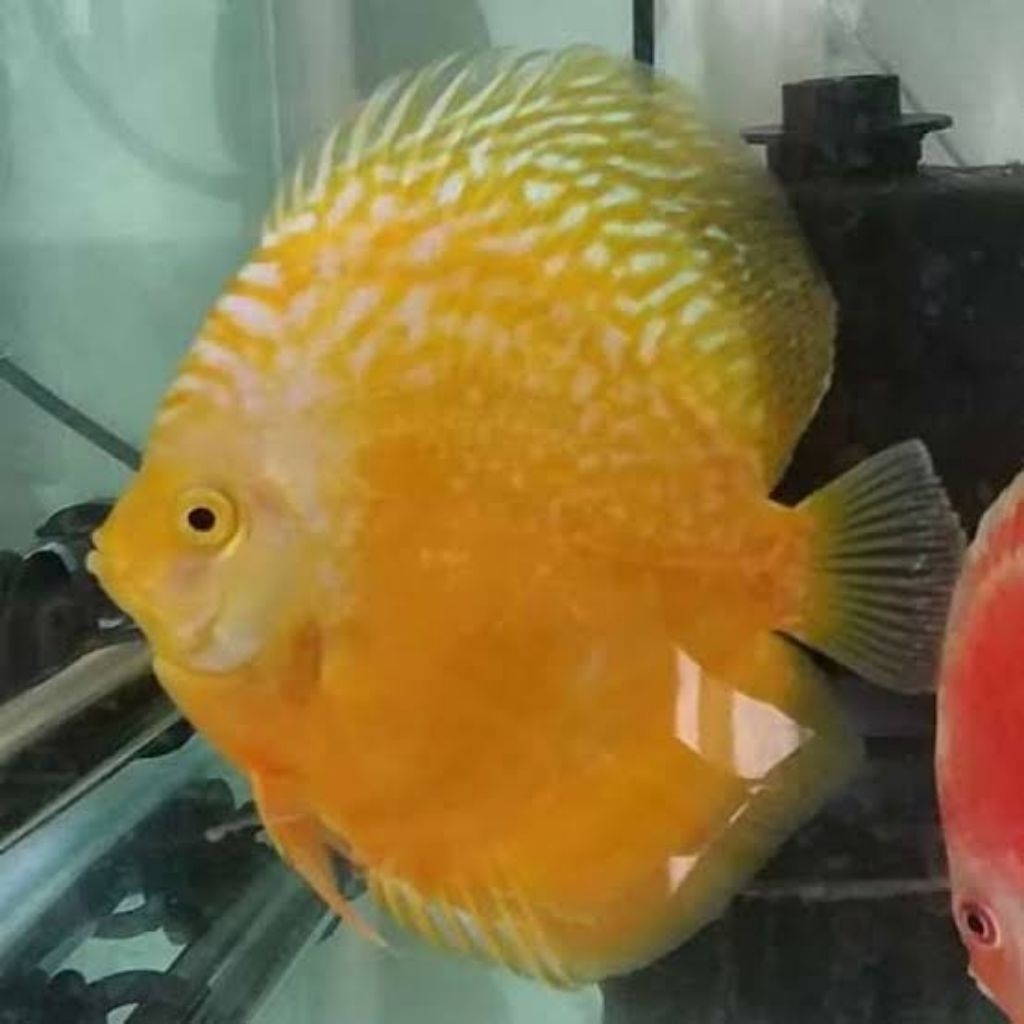 Pembersih Aquarium Discus Golden