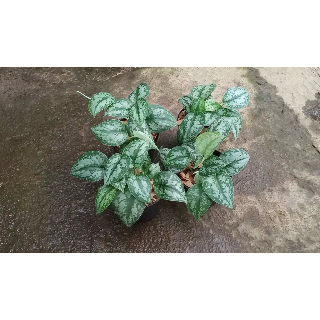 tanaman hias sirih gading silver-scindapsus silver rimbun