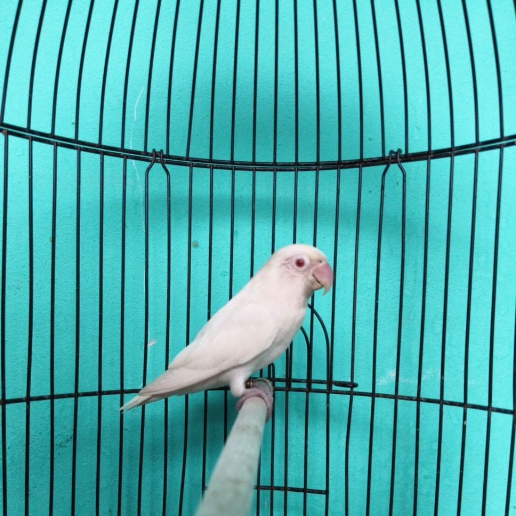 Lovebird Albino MM