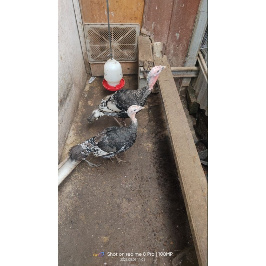 Ayam Kalkun Usia 5 bln sepasang