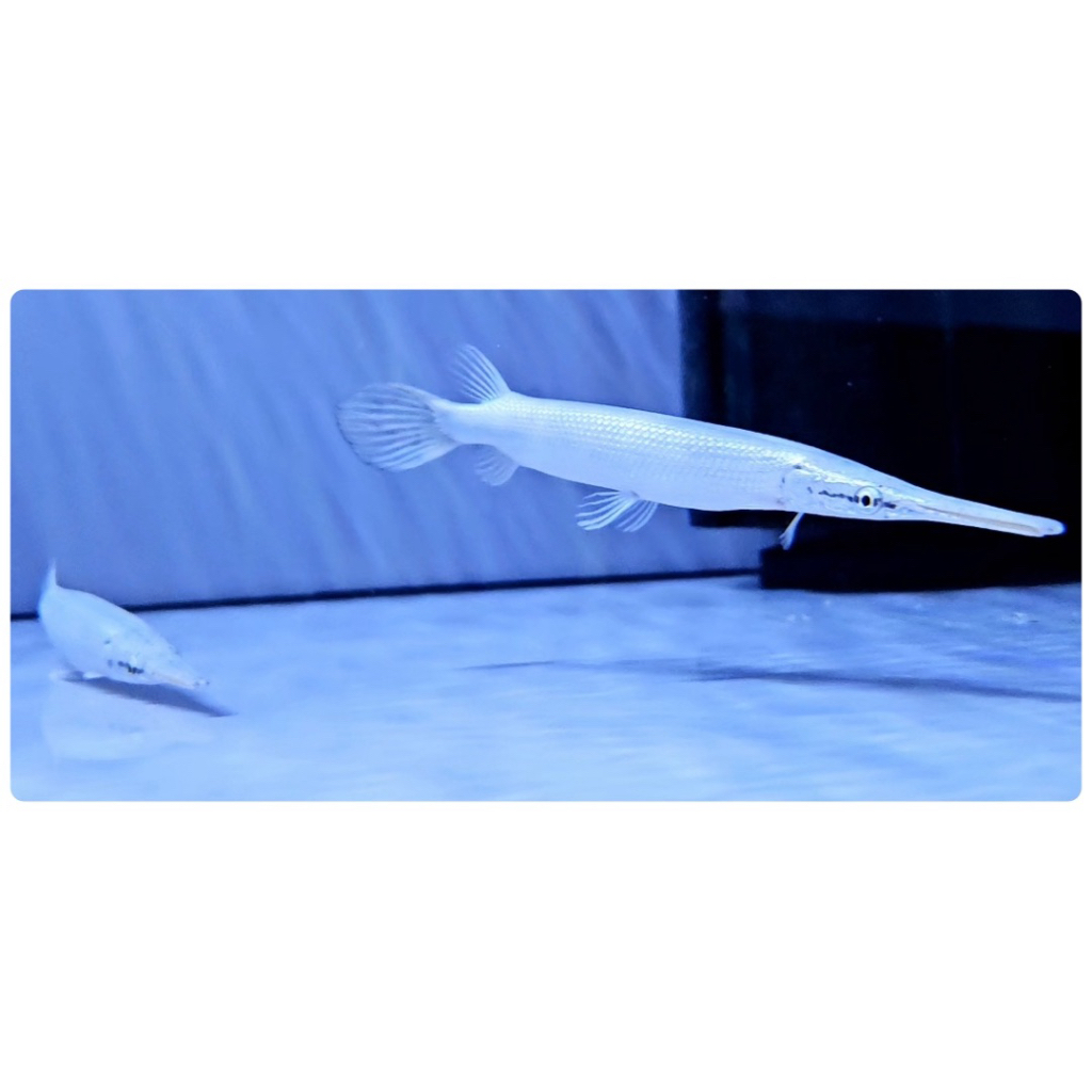 Platinum snow white florida gar 25cm