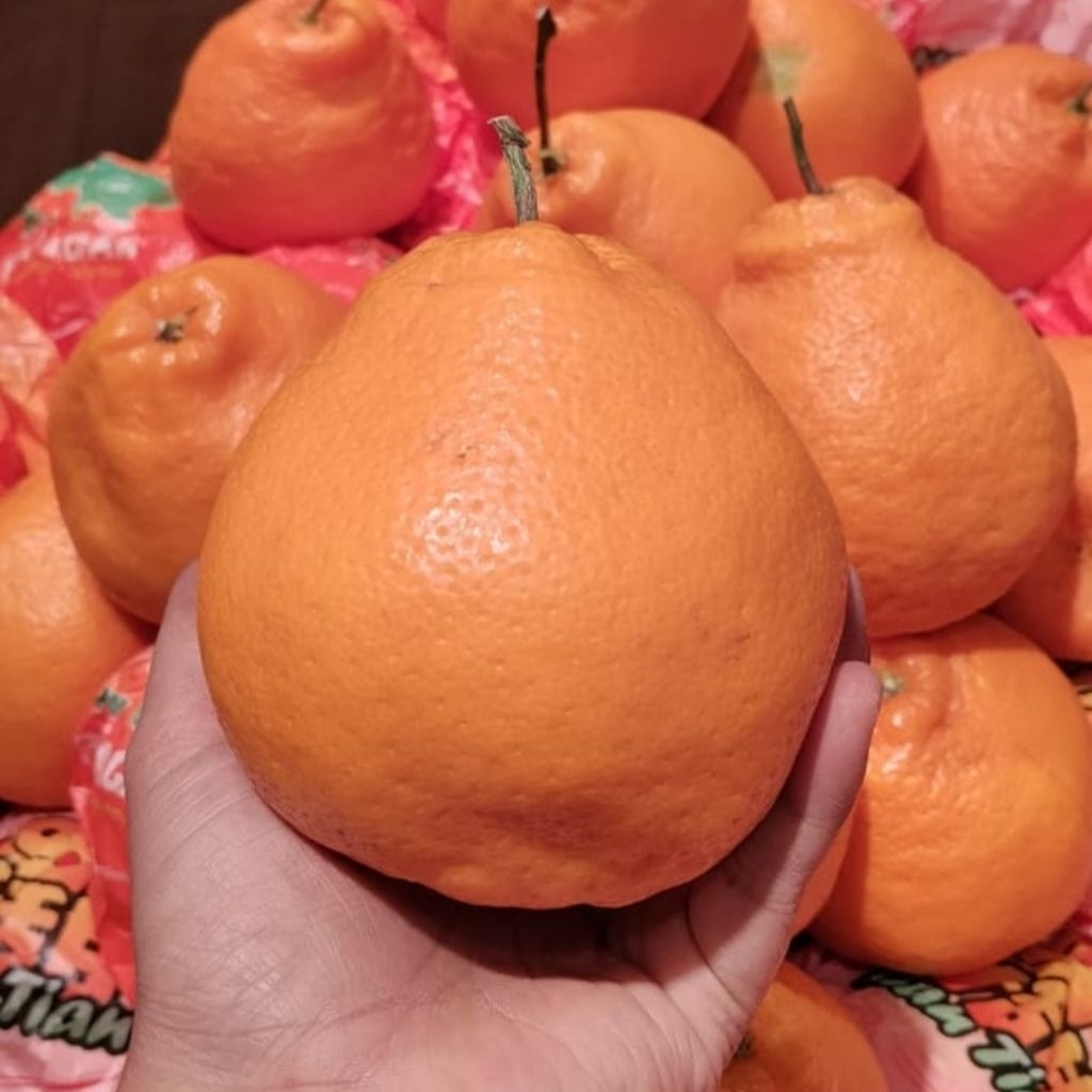 Jeruk mandarin chunjian super fresh manis import 1kg