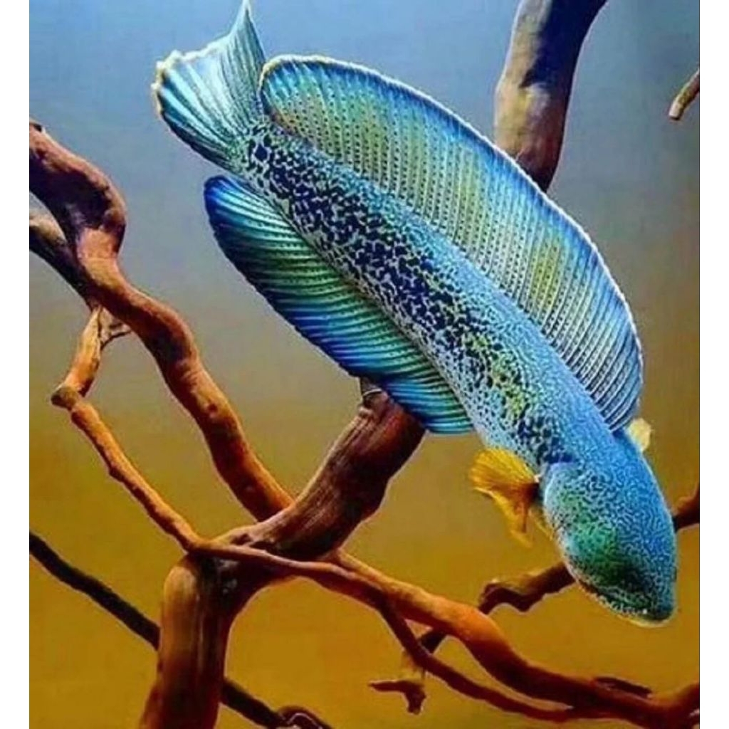 ikan Cana Barca SIZ 7cm