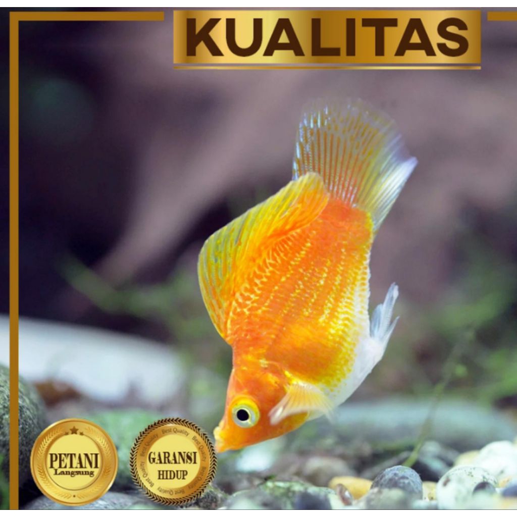 Molly Sunkist Balon Size M Ikan Hias