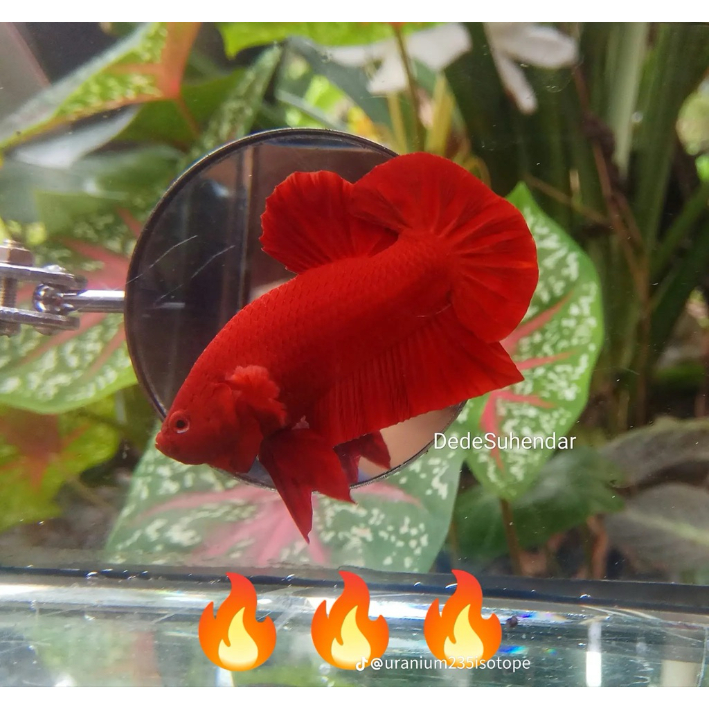 Cupang HMPK Super Red Dengan warna merah merona ekor lebar