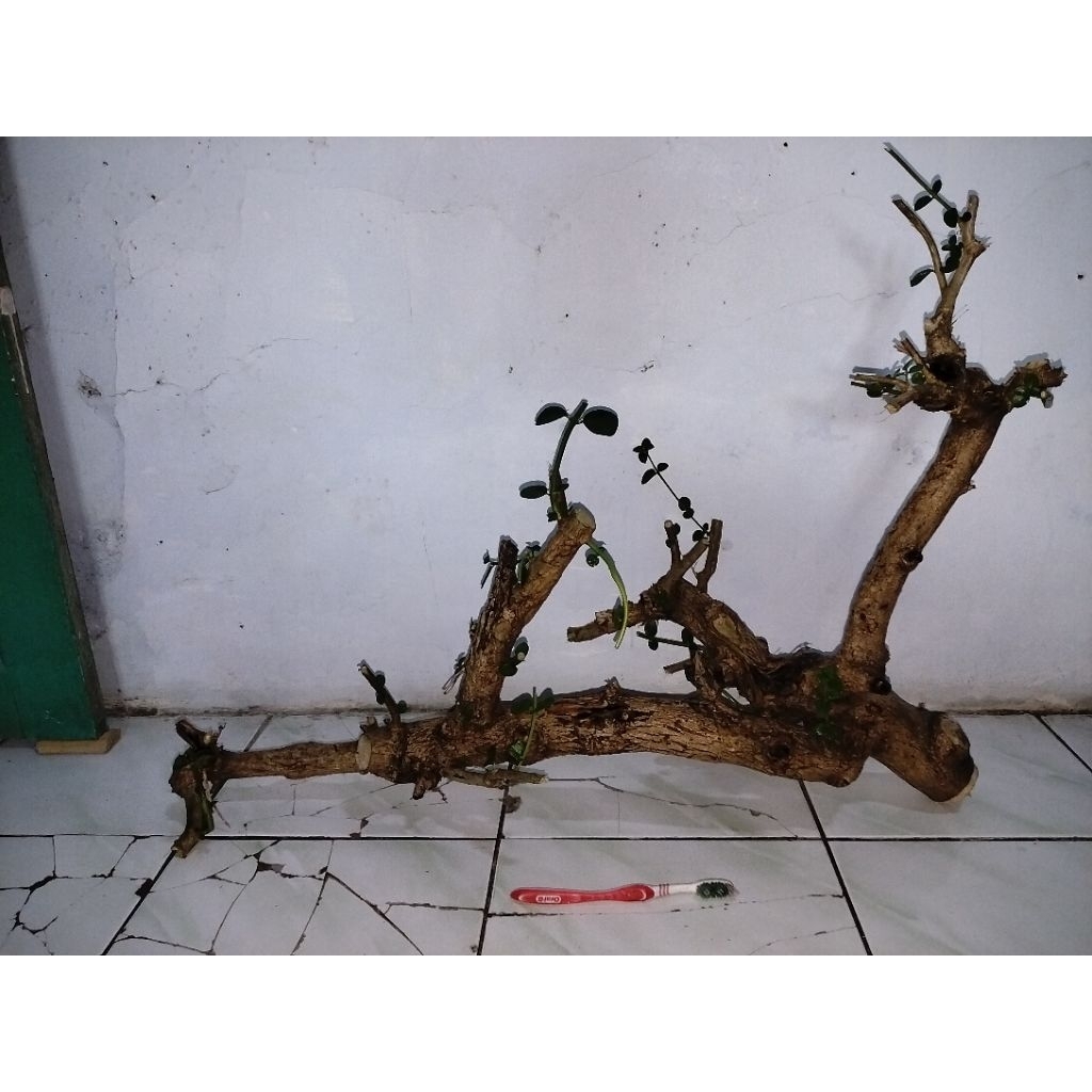 Bonsai Stekan Sancang Raft
