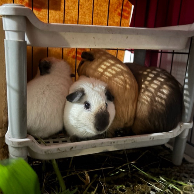 marmut hias california guinea pig