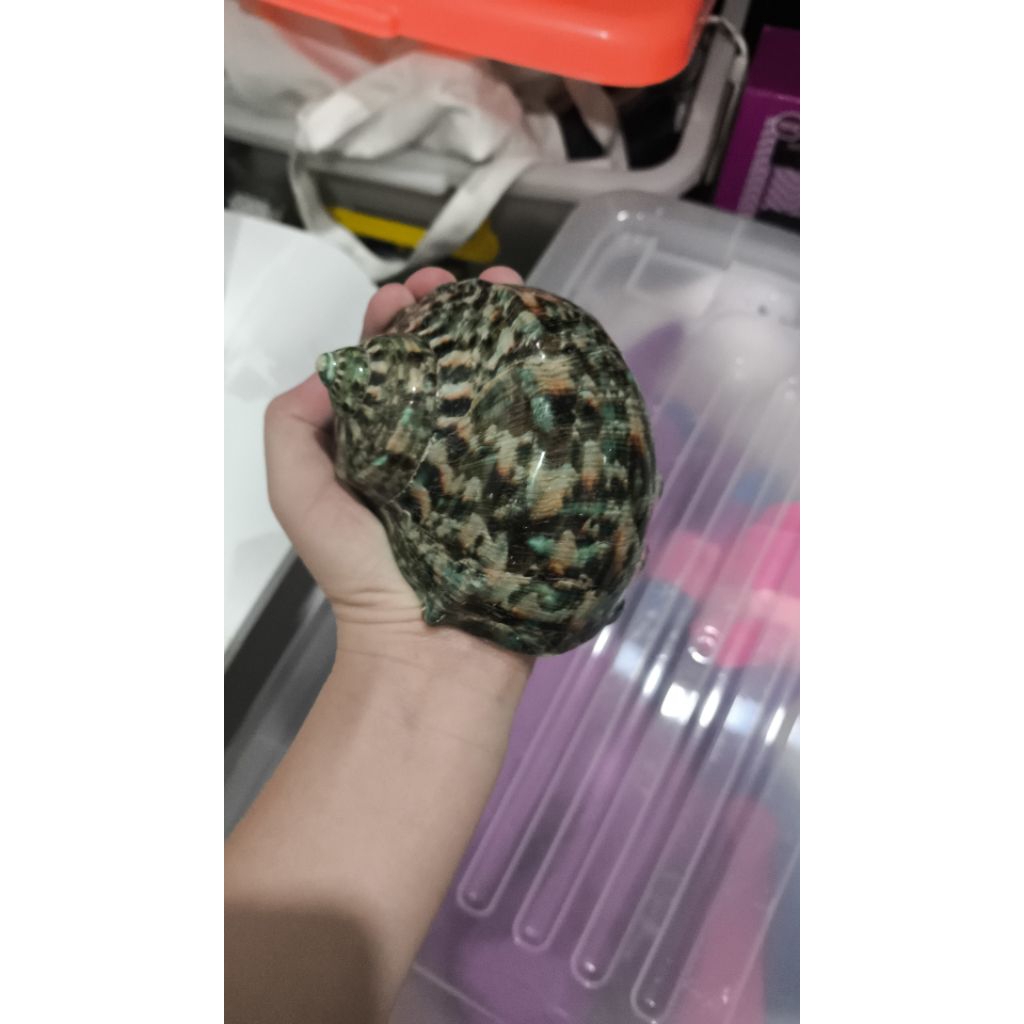 cangkang_kelomang_marmoratus