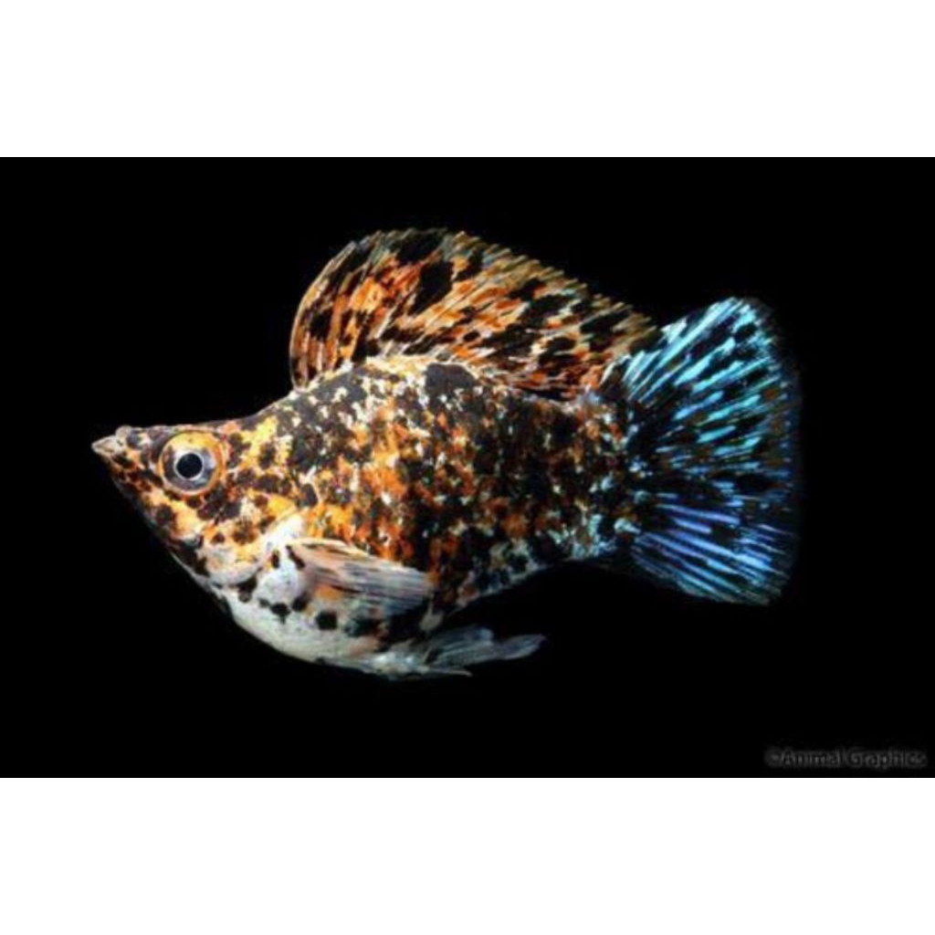HIASAN AQUARIUM MOLLY CALICO Merpati SIZE M