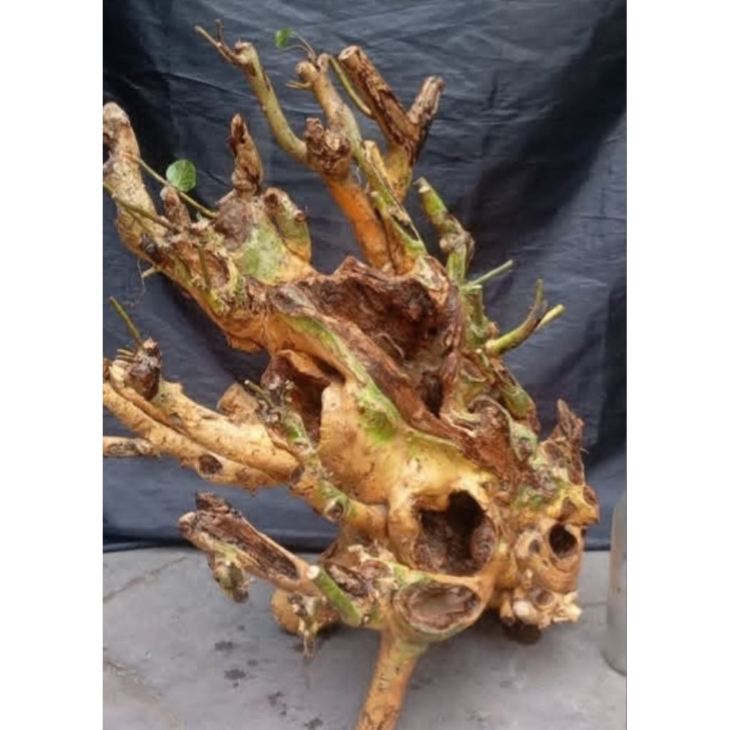 bahan bonsai serut medium fress rendem