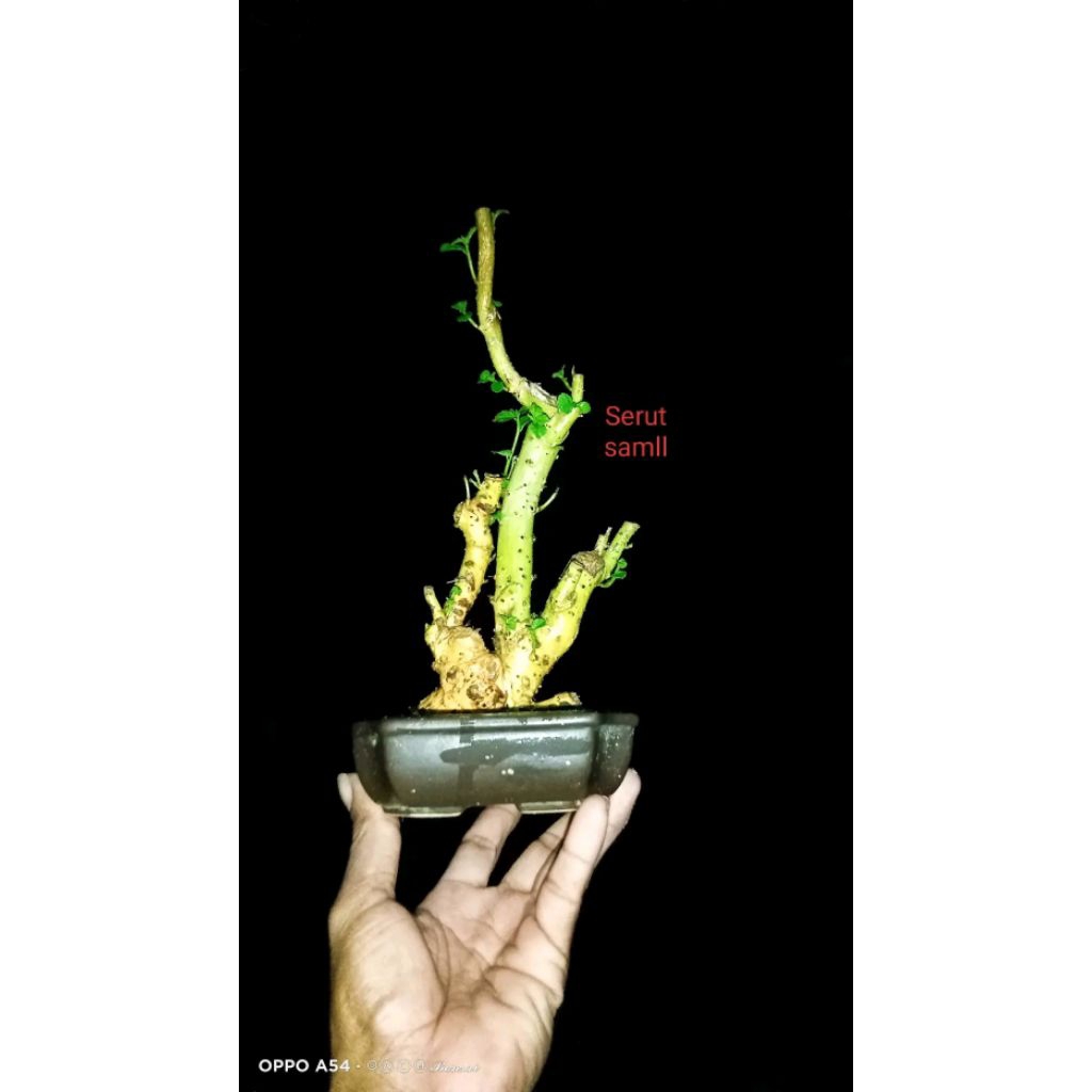 bahan bonsai serut mame fress