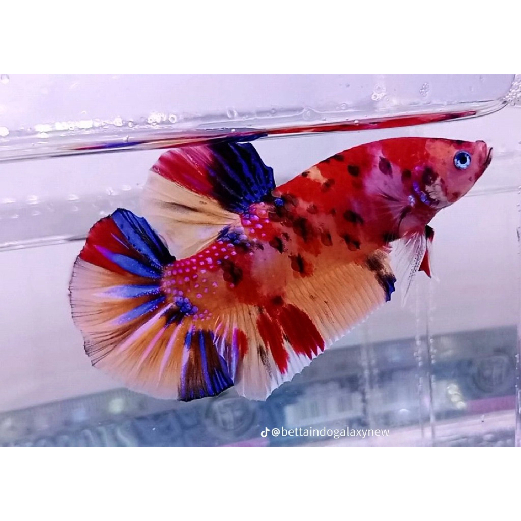 Cupang Giant