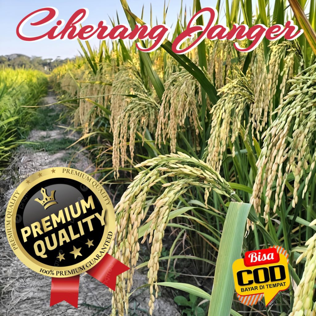 Bibit Benih Padi Ciherang Janger Super Premium Kemasan 5kg