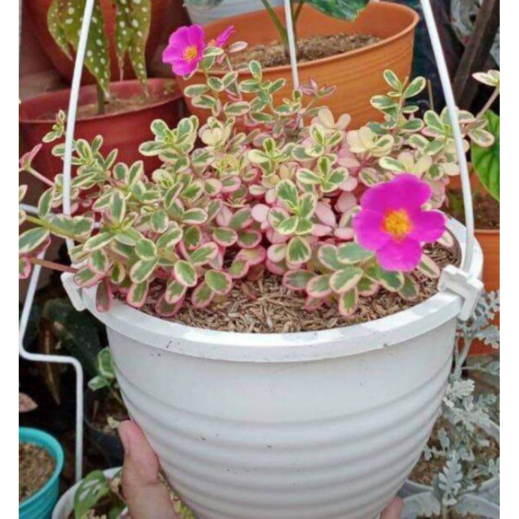 Krokot Varigata Pink Sutera bombay variegata pink