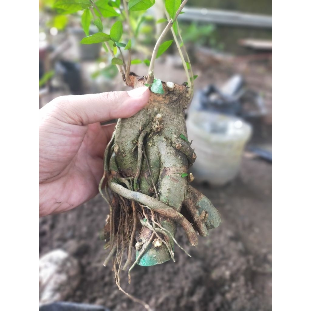 bonggol anting Putri bahan bonsai