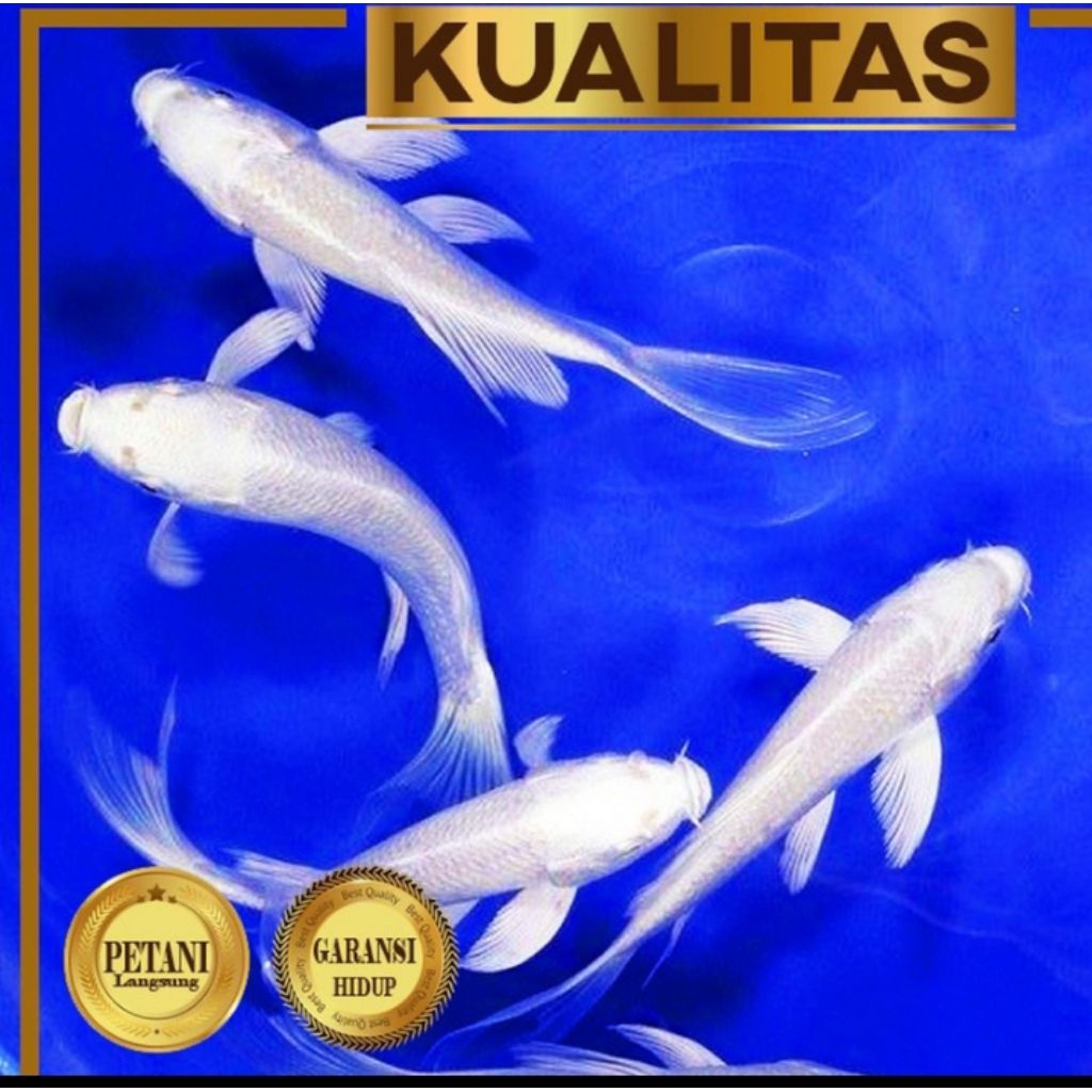 Baby Koi Platinum Slayer Ikan Hias Kolam