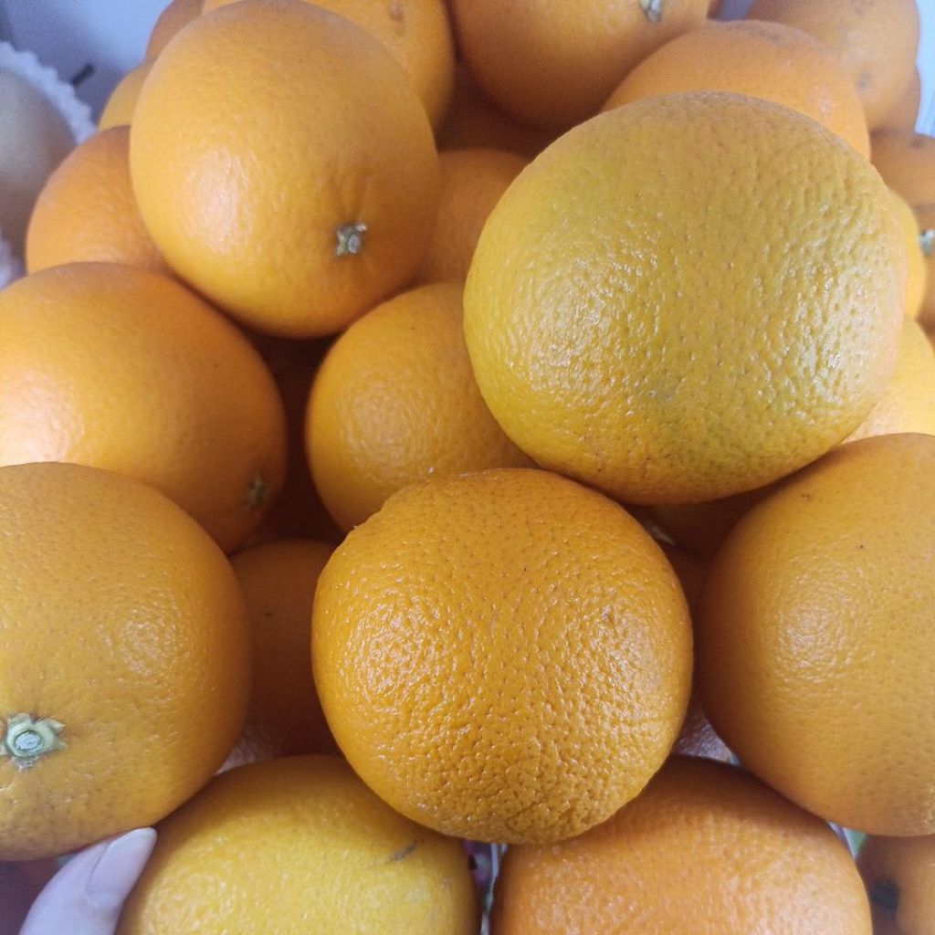 Jeruk Sunkist 1 kg