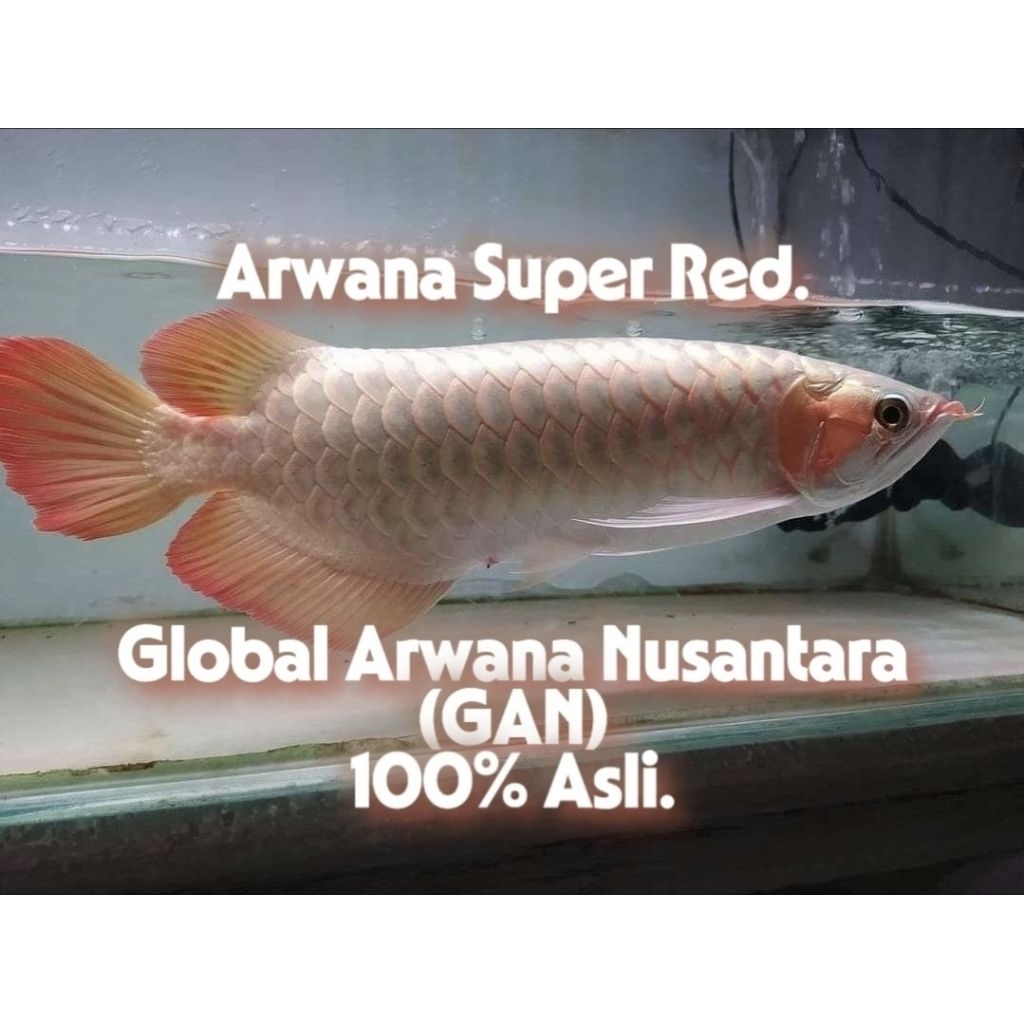 Arwana Super Red.