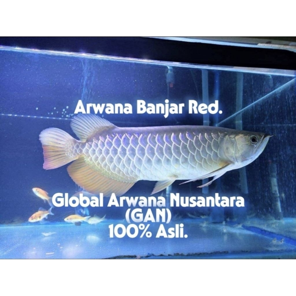 Arwana Banjar Red.