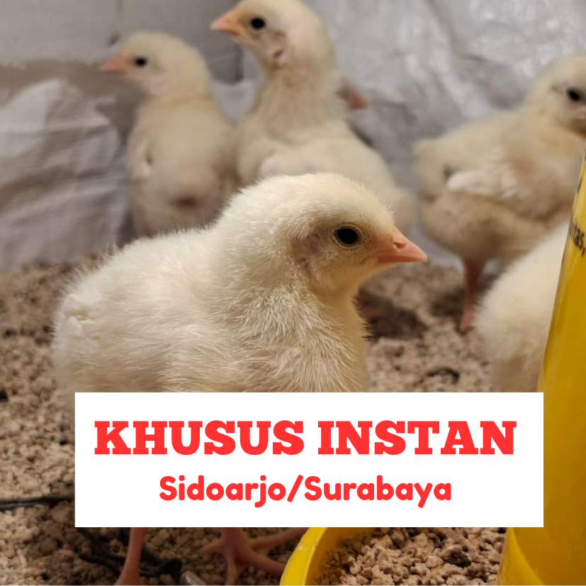 DOC Leghorn Anak Ayam Petelur Handal