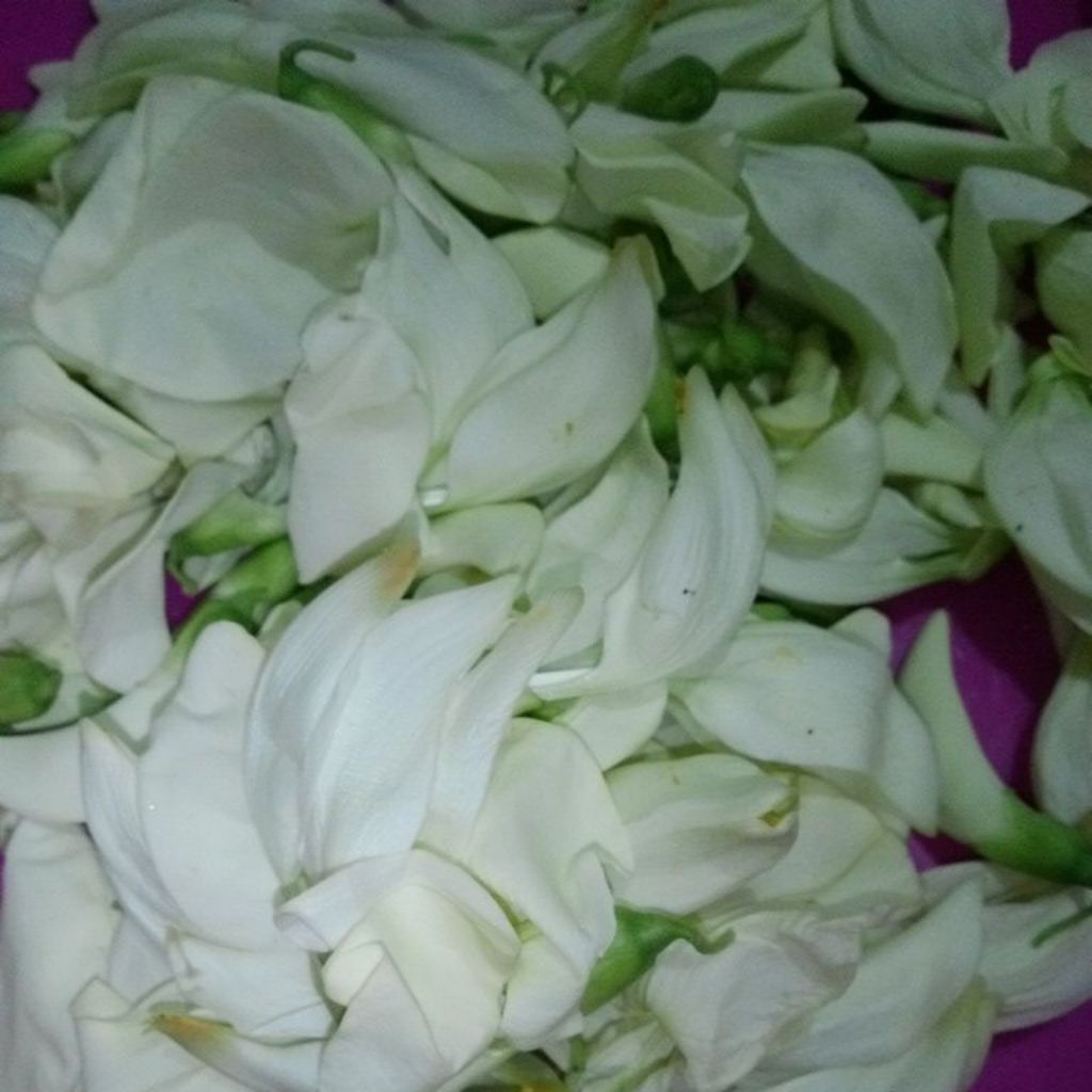 Sayur Kembang Bunga Turi segar