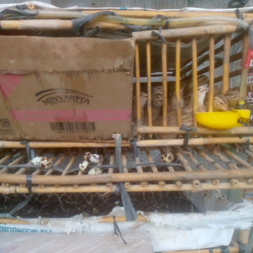 Telur Puyuh Fress dari kandang sendiri