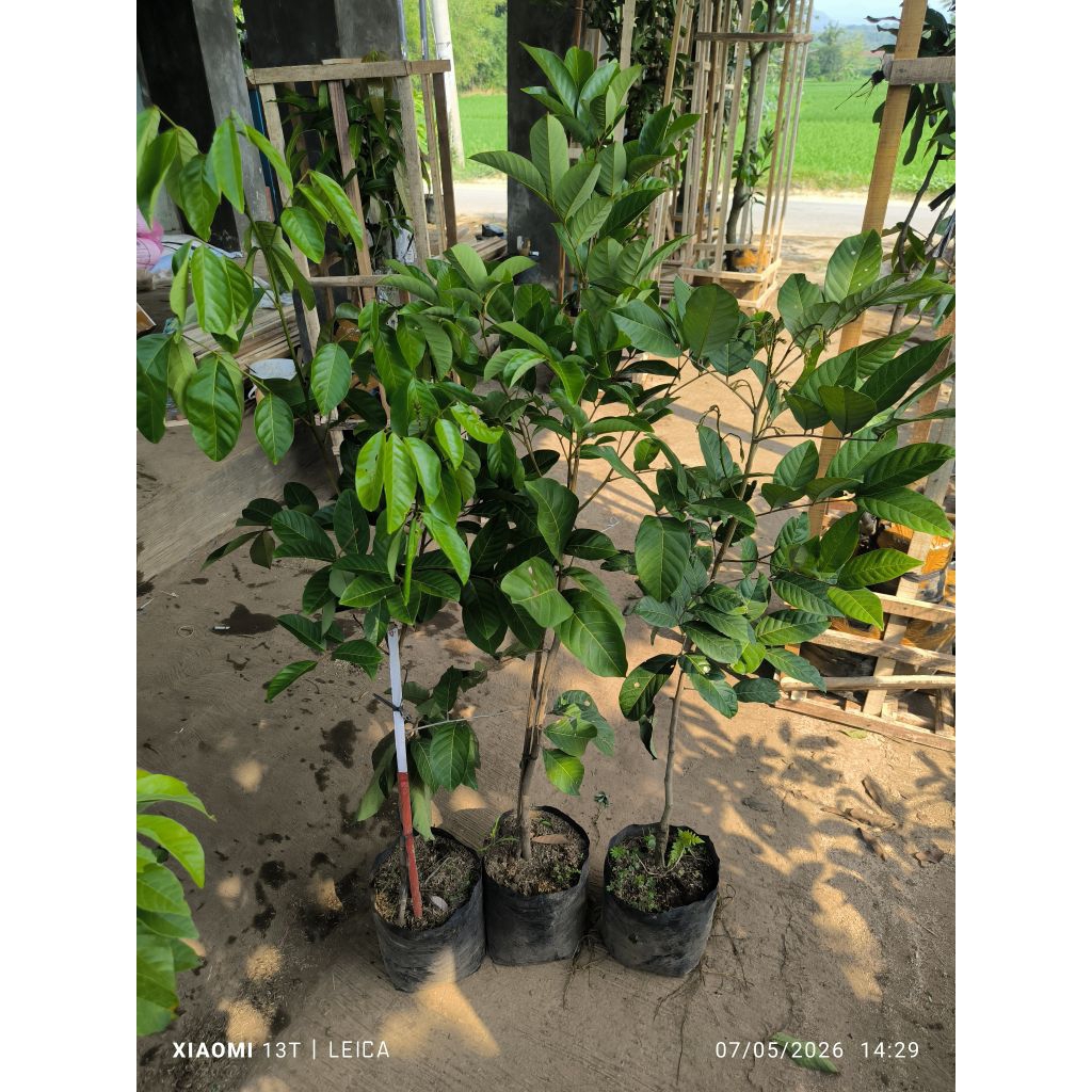 bibit rambutan Binjai sambung/cangkok susu rimbun (full media)