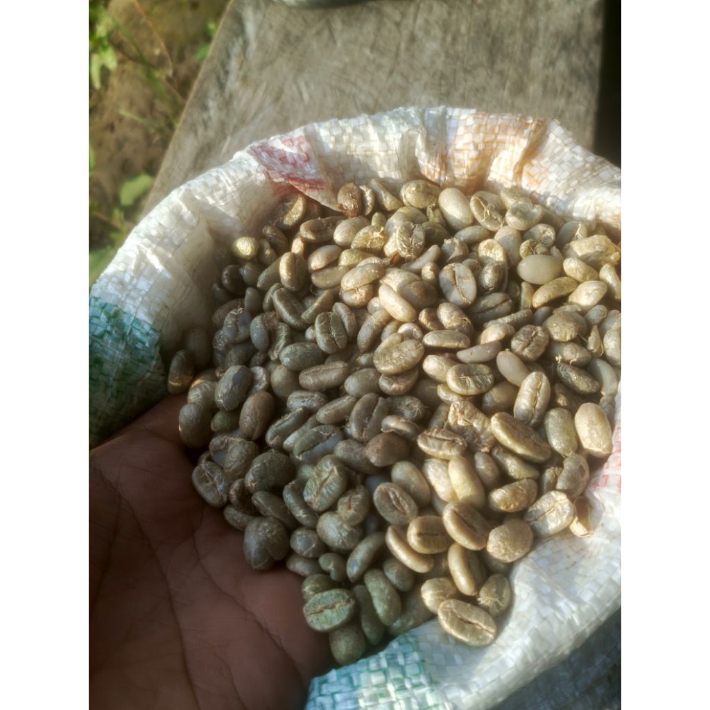 Kopi Luwak Asli Arabica gayo 2kg