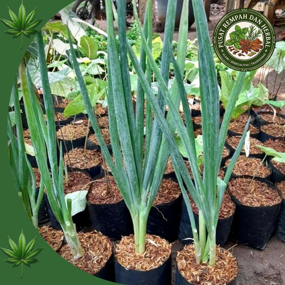 Paket 10 bibit Tanaman Daun Bawang-Bibit Daun Bawang