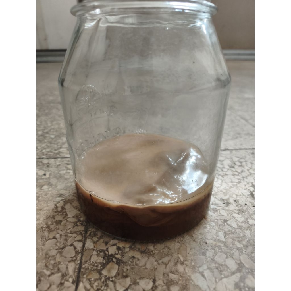 Scoby - Jamur Kombucha