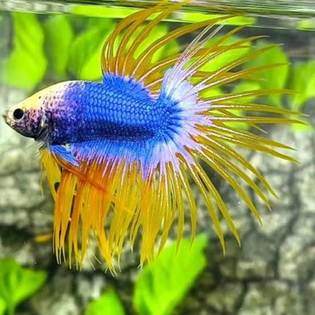 CUPANG SERIT CROWNTAIL MASKOT