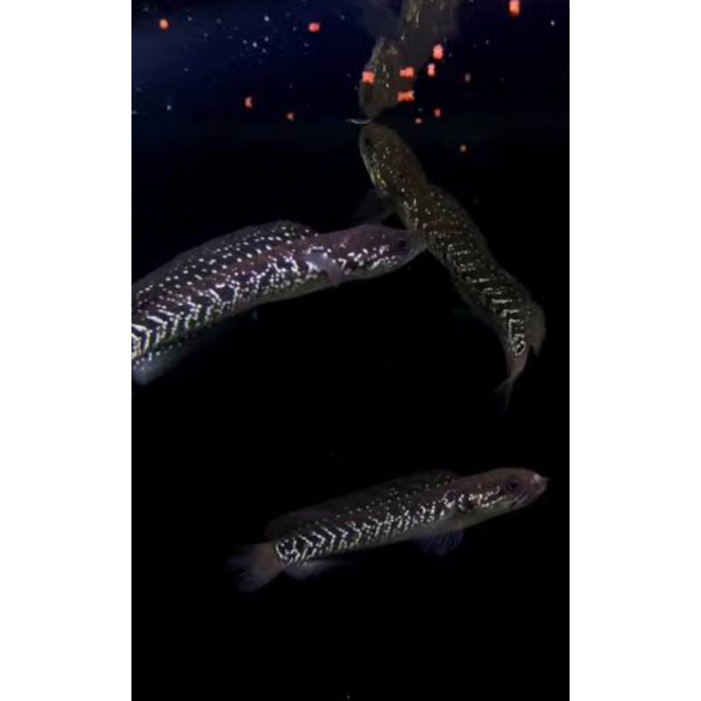 khusus Lombok Hiasan kolam Hydrila isi 20 pair asiatica ws size 5 cm up