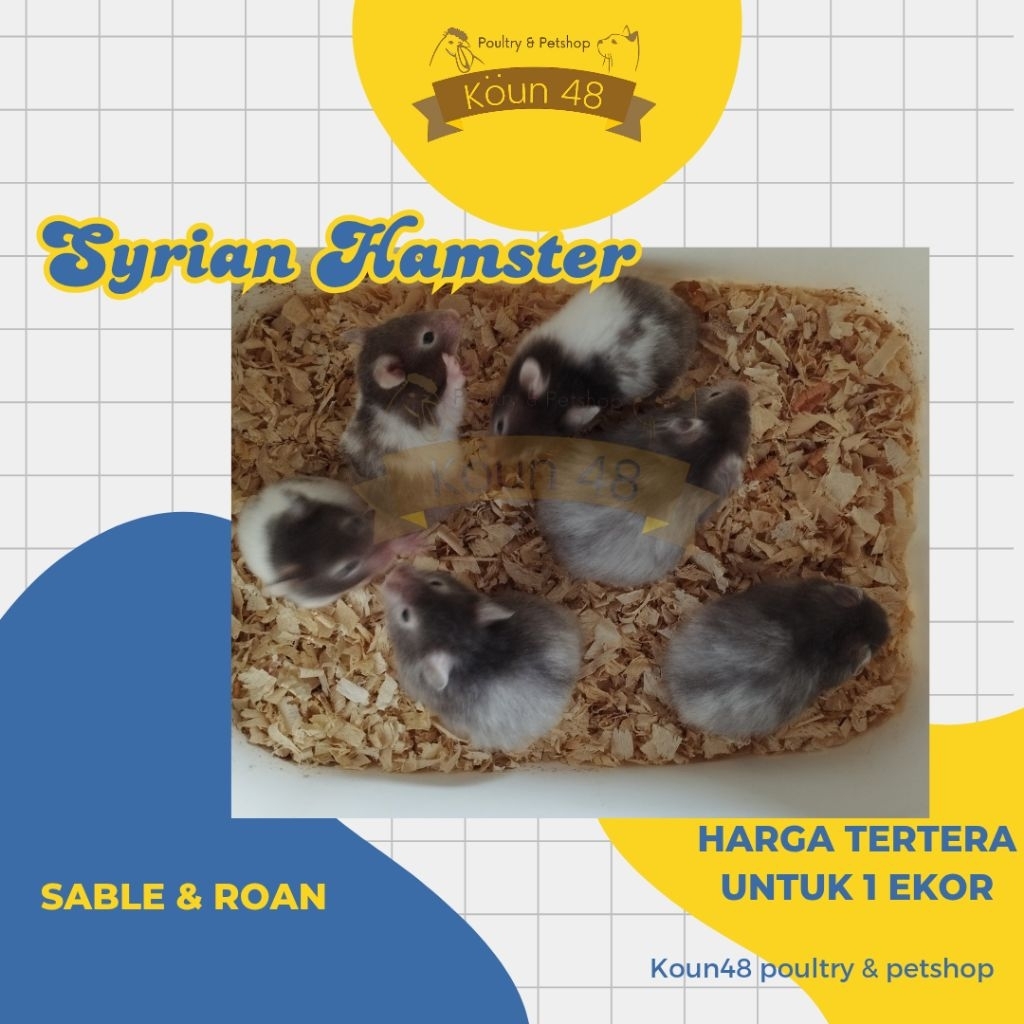 hamster syrian Roan syrian hamster sabble