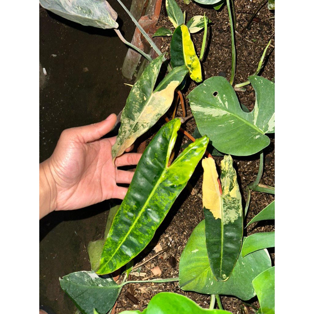 Tanaman Hias Philodendron Kabel Busi Variegata / Philodendron Billietiae Variegata