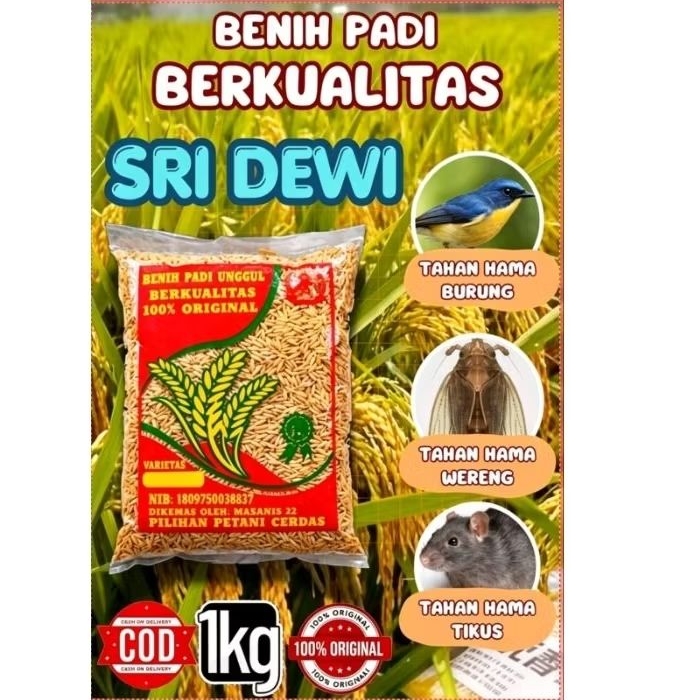 BENIH PADI SRI DEWI BERKUALITAS KEMASAN 1KG