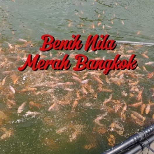 "PAHE" 6-12 cm Bibit Ikan NILA MERAH BANGKOK dan NILA HITAM GIFT - BACA DESKRIPSI DULU YA