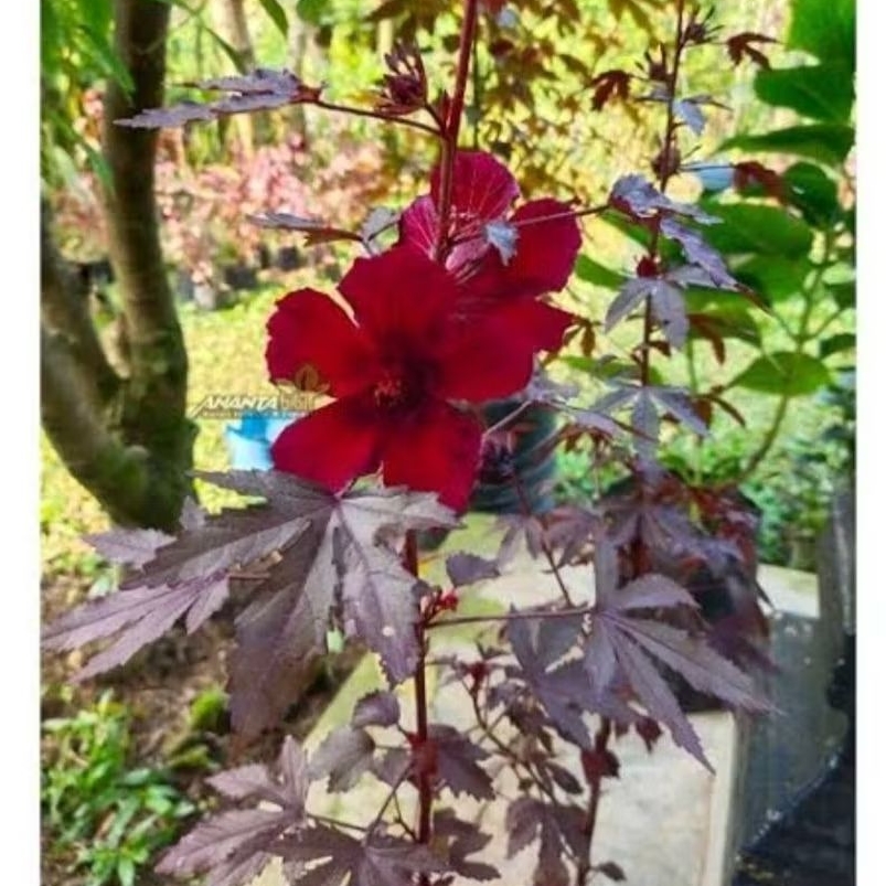 Red panama