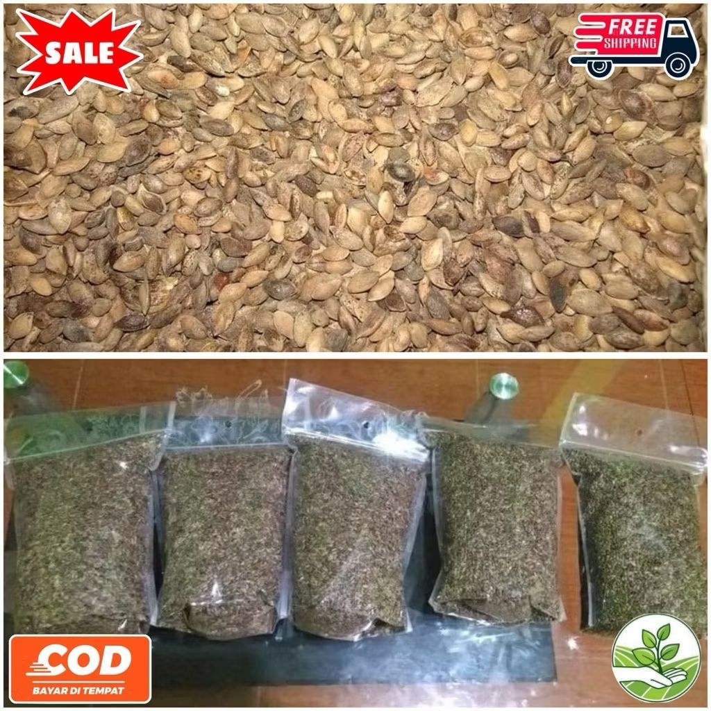 Benih Biji Pohon Pinus Merkusii 1KG siap semai Biji Tanaman Pinus Merkusii - BONUS 200 GRAM