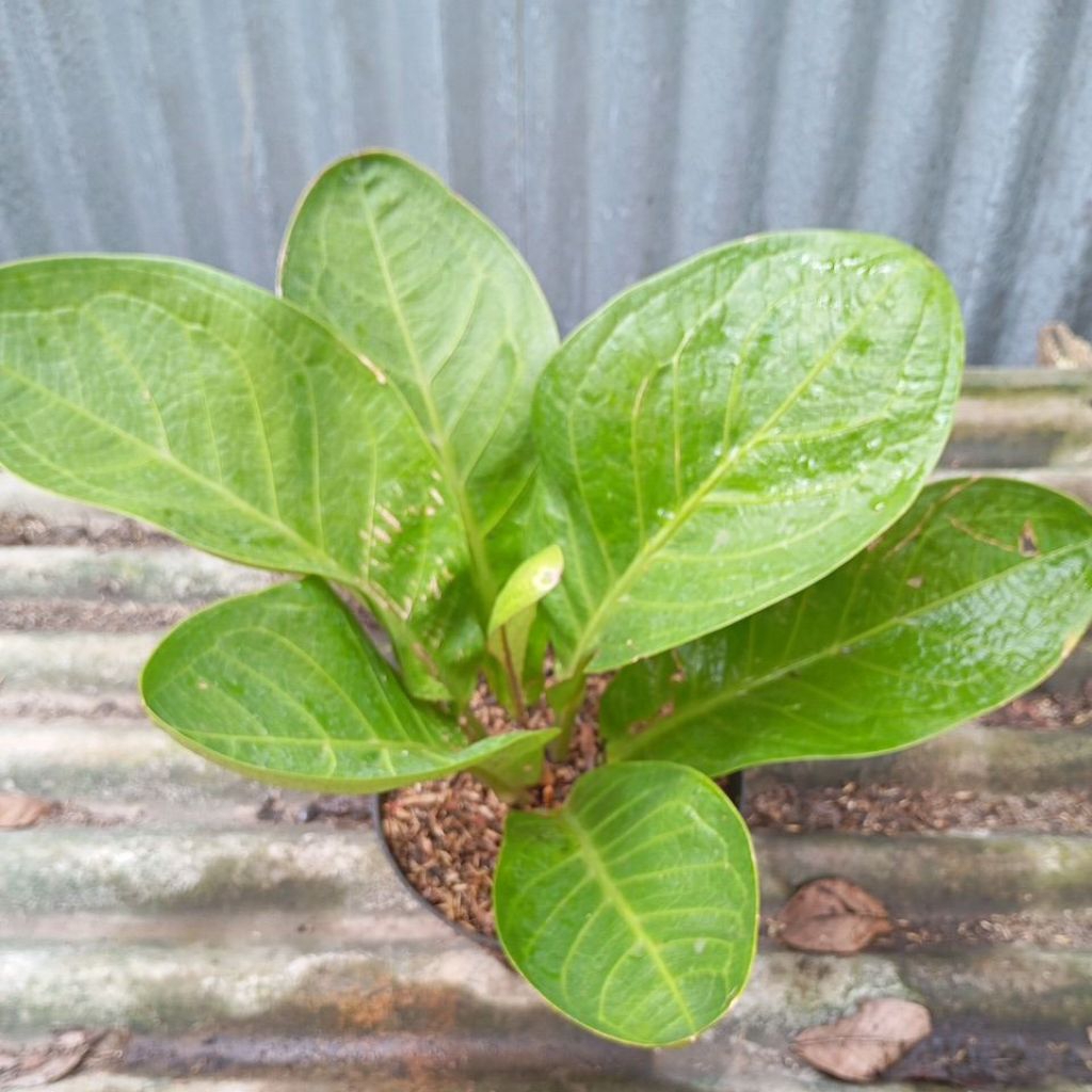Tanaman hias Anthurium Jemani Jaipong