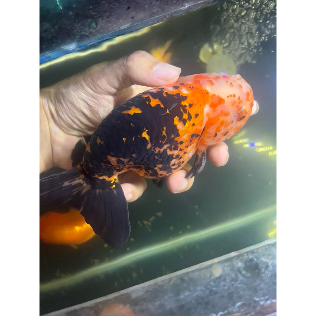 Ikan Koki Jenis Ranchu Calico Jumbo Size 16-17cm