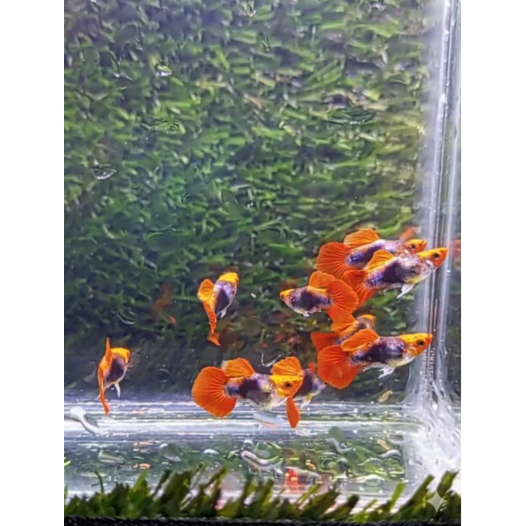 STICKER GUPPY TUXEDO KOI SHORT BODY / TUXEDO KOI SB / GUPPY KOI / GUPPY SHORT BODY / GUPPY SB / SHOR
