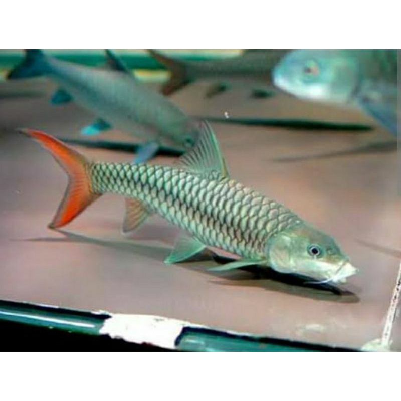 Ikan Hias tor puttitora golden masheer 5 cm
