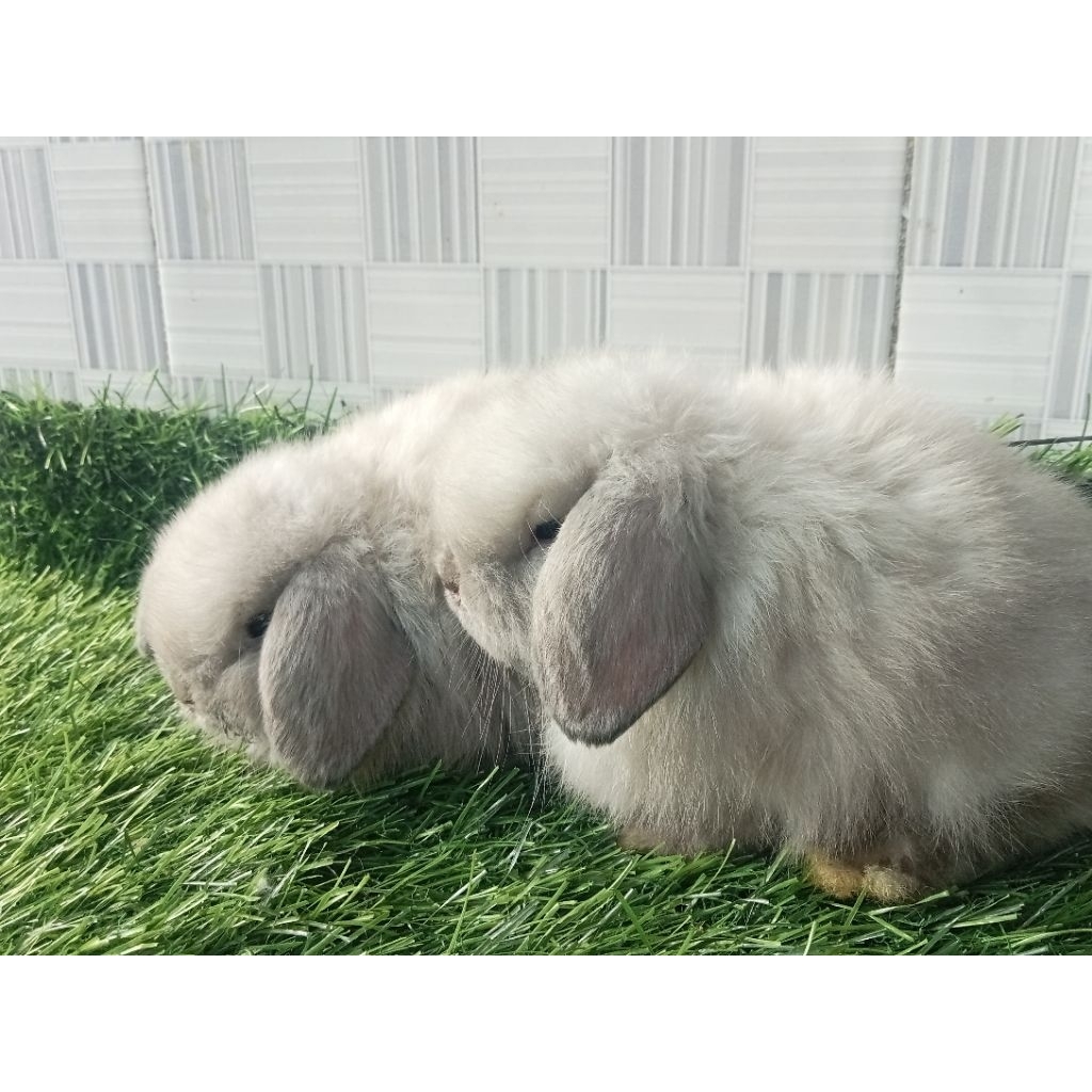 Kelinci Holland Lop Sable
