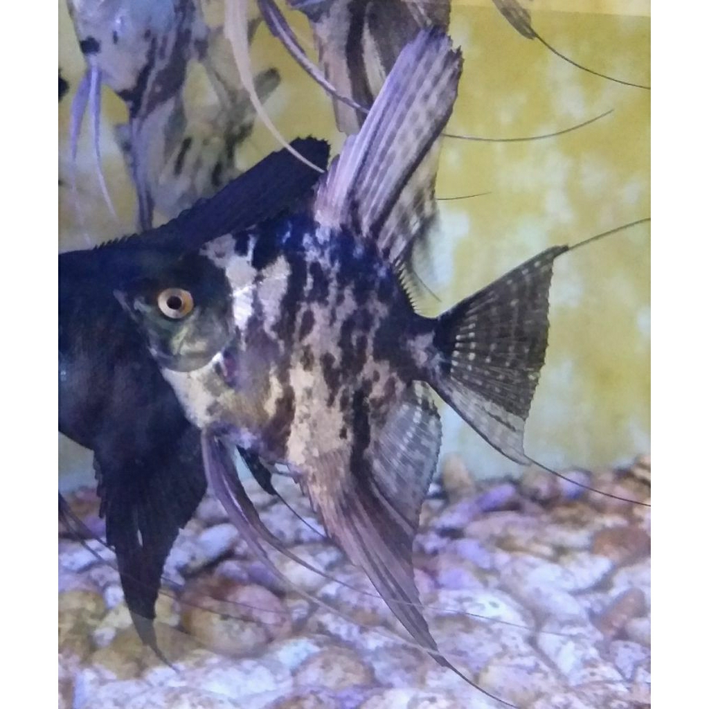 Hiasan Aquarium Ikan Hias Manfish Angelfish Marble Indukan Siap Pijah