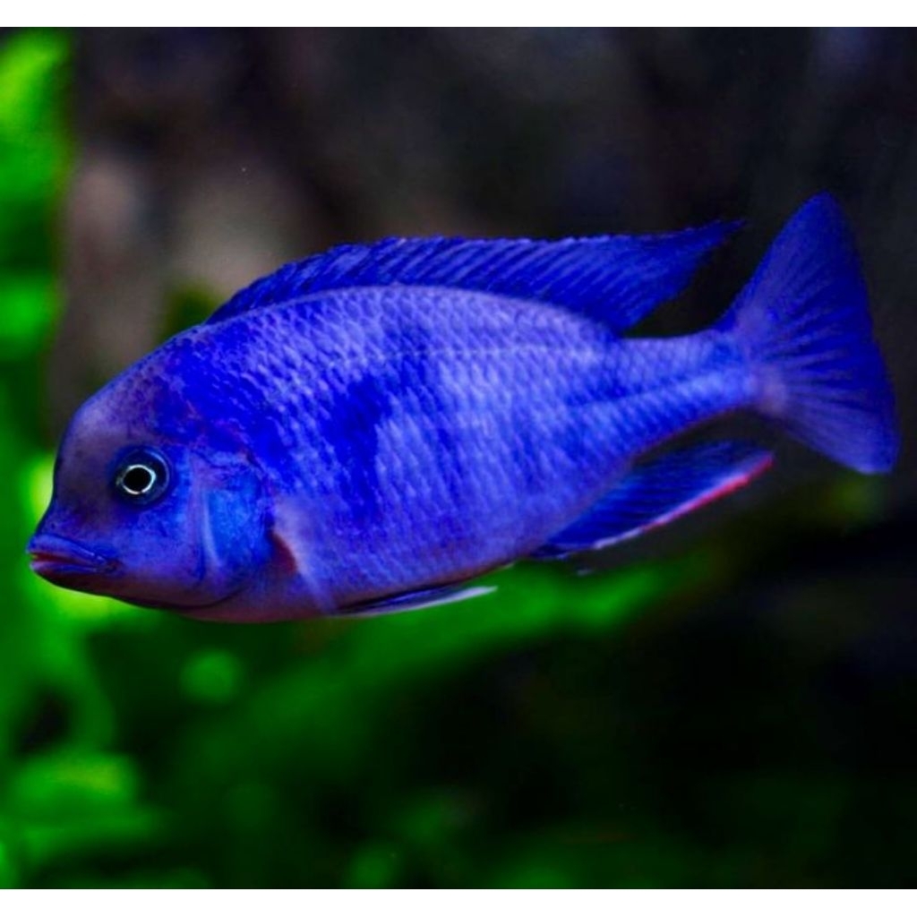 Bule Morri Dolphin Cichlid | Blue Morri Cichlid | Cichlid Afrika