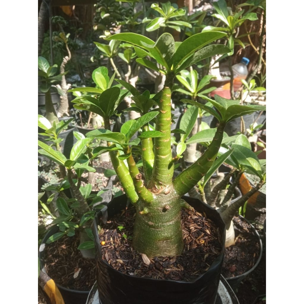 adenium khz nsdd